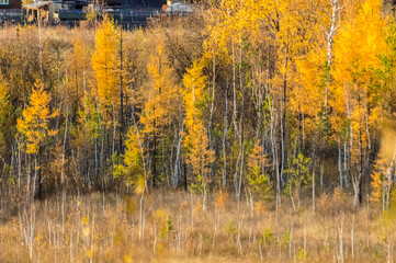 Birch forest in autumn. Yellow birch trees in autumn. Nature of Eastern Siberia