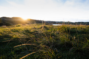 field of grass at sunset © Anna