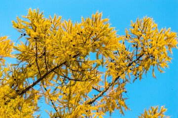 Fototapeta premium Yellow leaves-needles of larch with cones on the branches against the blue sky, close-up. Autumn background.