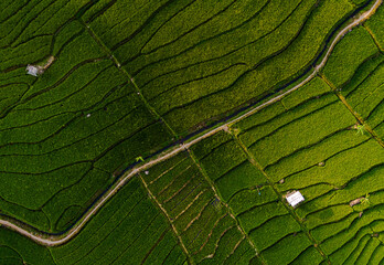 Green rice field from above