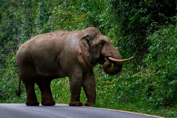 full body of wild elephant with beautiful ivory walking on mountain road of khao yai national park,khaoyai is one of most important natural sanctuary in south east asian