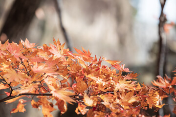 A maple tree with orange leaves found in the mountains
