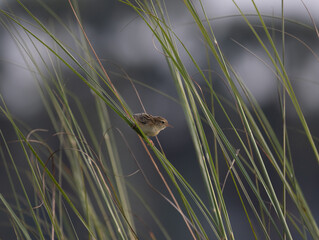 Zitting cisticola , streaked fantail warbler, Cisticola juncidis, shot in south india.