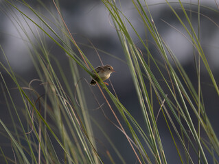 Zitting cisticola , streaked fantail warbler, Cisticola juncidis, shot in south india.