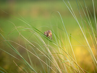 Zitting cisticola , streaked fantail warbler, Cisticola juncidis, shot in south india.