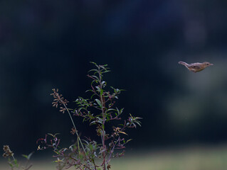 Zitting cisticola , streaked fantail warbler, Cisticola juncidis, shot in south india.