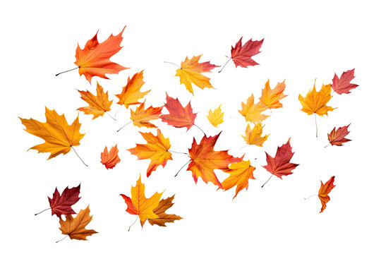 colorful autumn leaves falling on an isolated transparent background