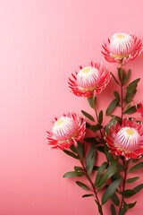 minimalistic pink background with leucospermum (pincushion flower), top view with empty copy space