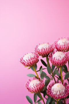 minimalistic pink background with leucospermum (pincushion flower), top view with empty copy space