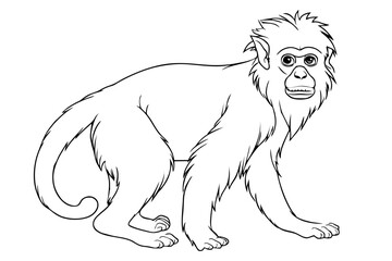 Monkey pencil drawing coloring book. Vector illustration