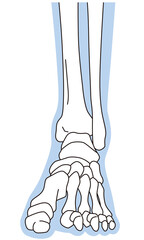 足関節　足首の関節　正面　骨格