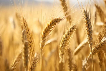 Zelfklevend Fotobehang close-up of textured wheat stalks in a field © Natalia