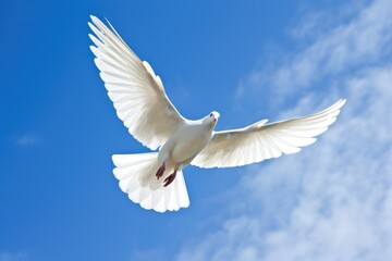 Fototapeta premium a white dove in flight against a blue sky