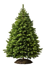 Fototapeta na wymiar green Christmas tree, detailed and sharp image, white background PNG