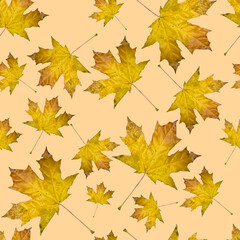 Naklejka na ściany i meble seamless pattern autumn maple leaves