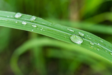 Clear raindrops on the green grass after the rain in the daytime. Photo for wallpaper and background. Nature photo looks nice and refreshing.