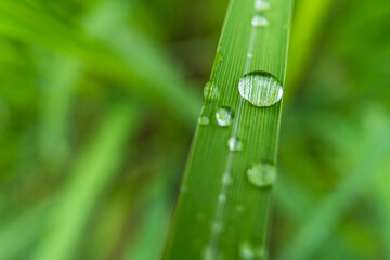 Clear raindrops on the green grass after the rain in the daytime. Photo for wallpaper and background. Nature photo looks nice and refreshing.