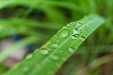 Clear raindrops on the green grass after the rain in the daytime. Photo for wallpaper and background. Nature photo looks nice and refreshing.