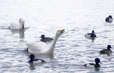 Bewick's or tundra swans whistling on the water. They migrate from North Russia to spend the winter in the UK.