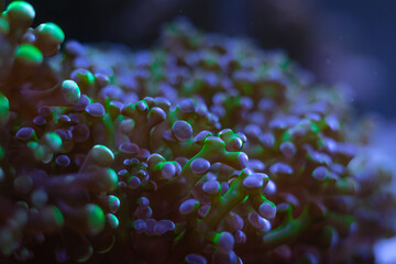 Green frog spawn coral