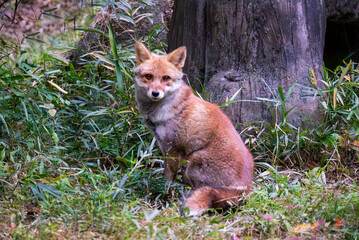 座るホンドキツネ
