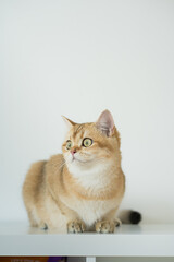 gold british cat kitten on white background