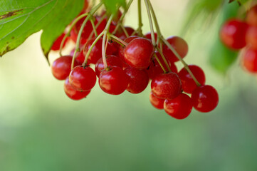 kalina red, winter berry