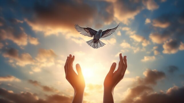 Hands let the bird go, release it or set it free with morning sunlight in the background. Freedom, set free, independence, liberty, and release concept.