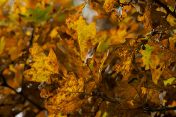 Eichen Herbstlaub 