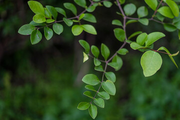 Fototapeta na wymiar A branch of an orange or lemon leaves isolated on a white background 
