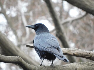 木の上で周囲を警戒する野生のカラス