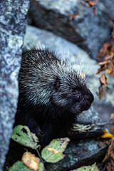 Porcupine looking away