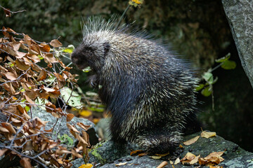 Porcupine posing cute in the woods