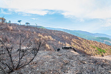 Panorama delle montagne calabresi bruciate dall'incendio