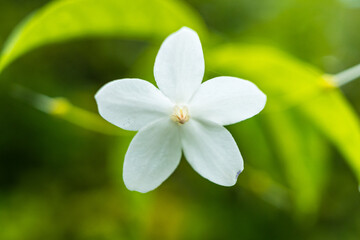 Obraz na płótnie Canvas white flower on green leaf background