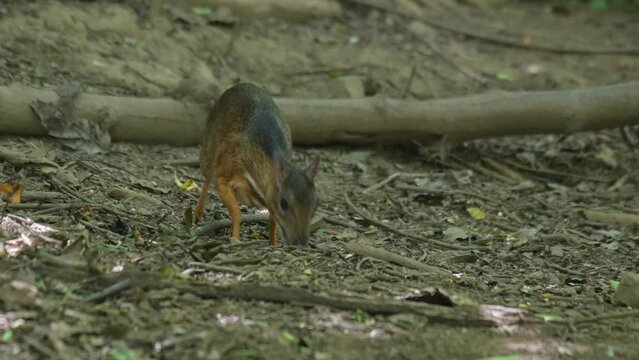 Camera zooms out revealing this deer feeding on the ground and shaking its legs as seen in the forest, Lesser Mouse Deer Tragulus kanchil, Thailand
