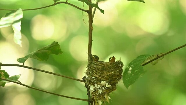 Two babies seen sticking there heads out waiting for the parents to come and feed, very windy forest, Black-naped Blue Flycatcher Hypothymis azurea, Thailand
