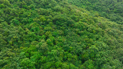 Obraz premium aerial view of dark green forest Abundant natural ecosystems of rainforest. Concept of nature forest preservation and reforestation