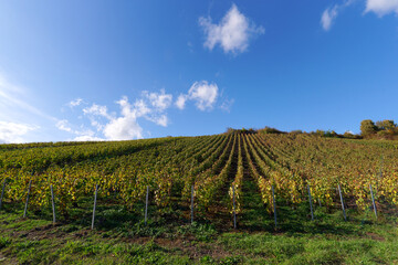 Fototapeta na wymiar Champagne Vineyards in the Marne valley. Hauts-De-France region