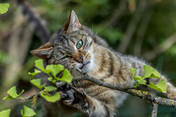 Naklejka na ściany i meble Tabby cat playing in a garden