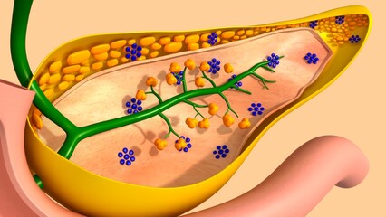 Gallbladder and Pancreas 3D Illustration 