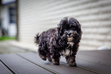 a small black cute bolonka puppy curiously explores the surroundings