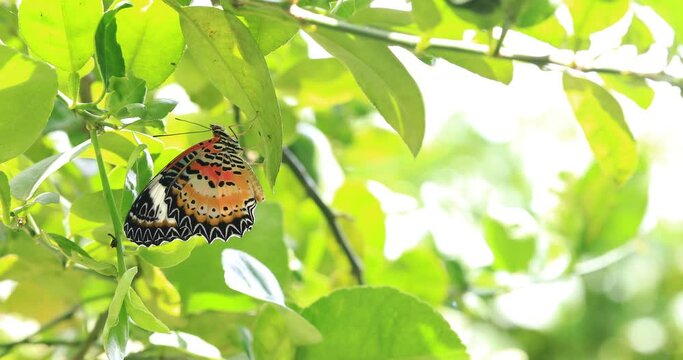 Butterfly on kaffir lime leaves Drying the wings, Leopard Lacewing Butterfly, Cethosia cyane euanthes