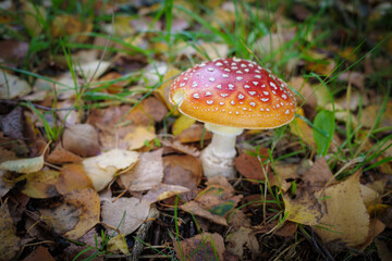 a toadstool stands on the meadow surrounded by autumn leaves