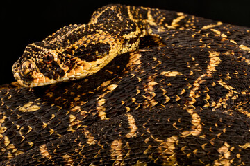 Eastern Cape Puff Adder (Bitis arietans)