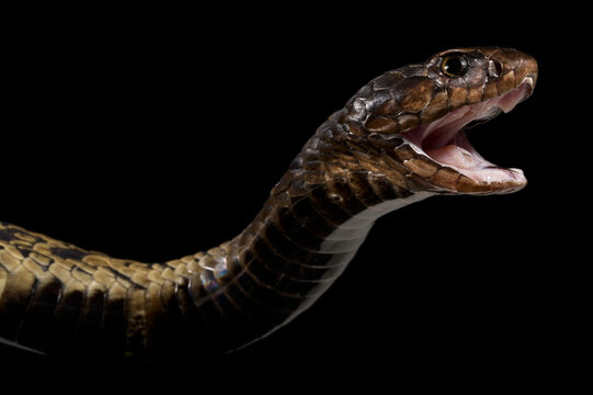 Rinkhals spitting cobra (Hemachatus haemachatus)