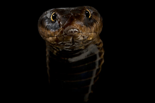 Rinkhals spitting cobra  (Hemachatus haemachatus)