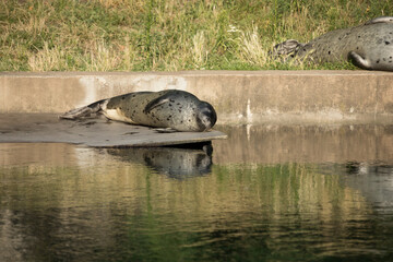 harbour seal taking a nap and basking in the sun Phoca vitulina