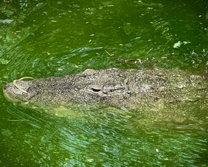 alligator in the swamp