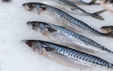 fish on ice in the supermarket mackerel